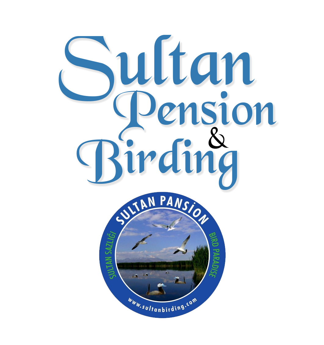 Boat Tour Sultan Pension